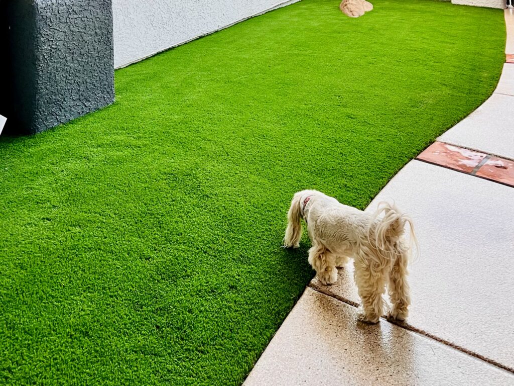 pet-artificial-turf-install Dog exploring edge of clean, odor-resistant pet turf installation next to concrete patio in Chandler, Arizona