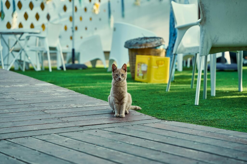 cat-artificial-turf-install Cat relaxing on artificial grass and patio deck showing soft, pet-safe turf for Chandler homes