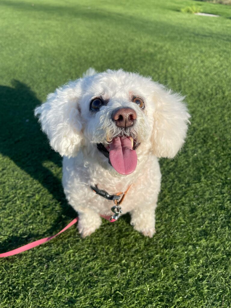 dog-breads-artificial-grass-install Small white dog sitting happily on pet-friendly artificial turf installed in Chandler, AZ backyard
